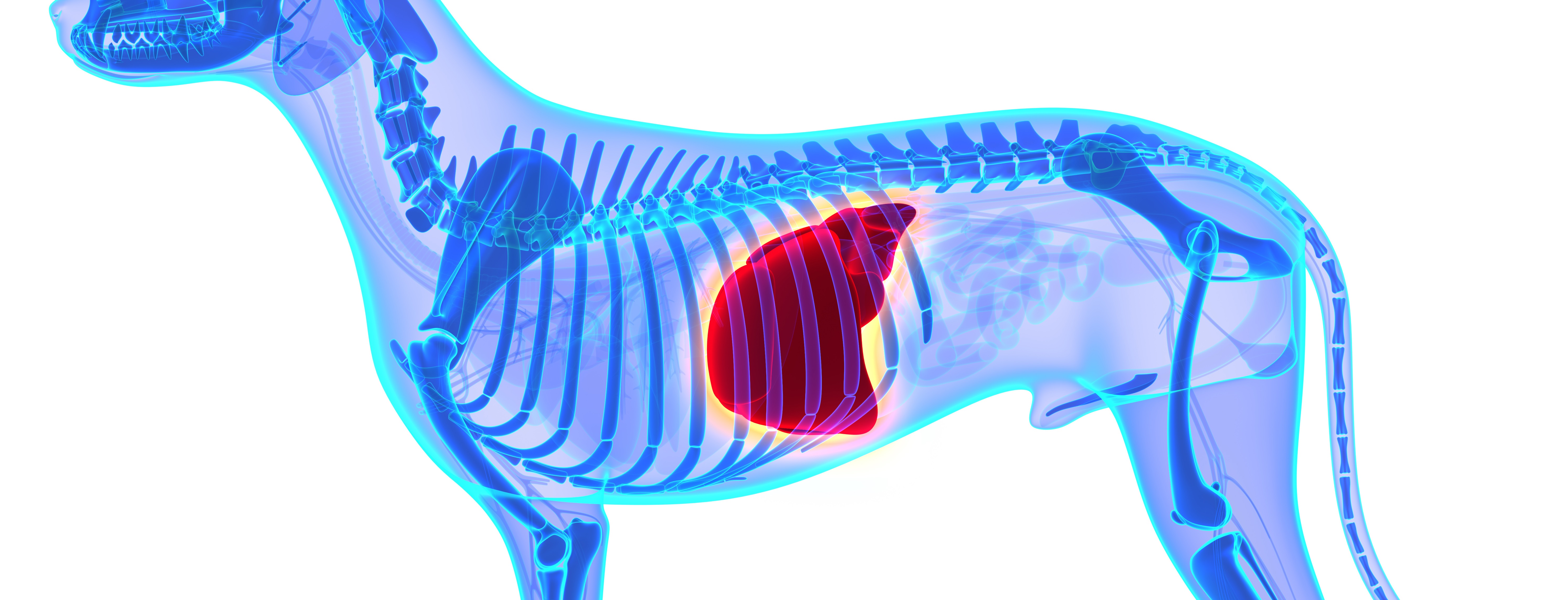 Lebererkrankungen beim Hund Lebererkrankung beim Hund Fokus